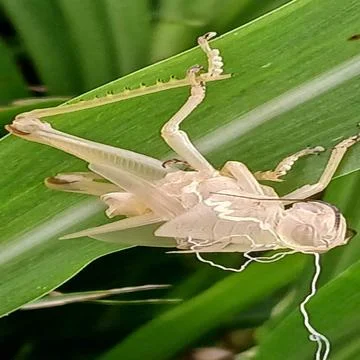 Molting crickets Stock Photos