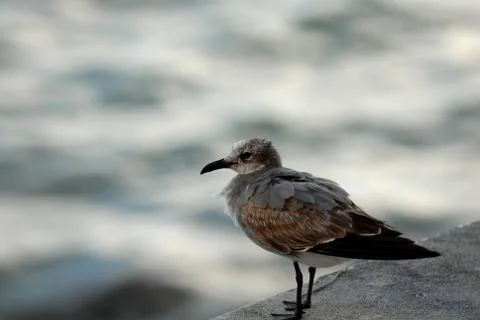 Molting Gull Foto stock