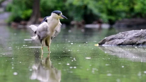 Molting Heron Shuffle Stock Footage 148958885