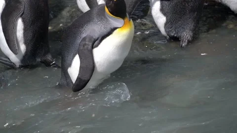 Molting King Penguin Drinking River Water, South Georgia Island Stock Footage 332760416