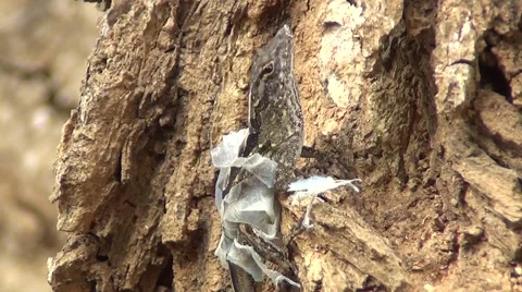 Molting Lizard Eats His Own Skin Stock Footage 43241633