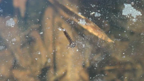 Molting occurs between each larval and pupal stage in water,  swim in water Stock Footage 133598311