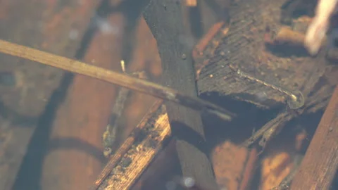 Molting occurs between each larval and pupal stage in water,  swim in underwater Stock Footage 133600862