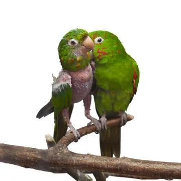 Molting parrots isolated on white Stock Photos