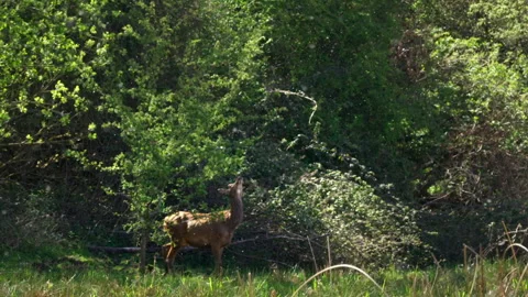 Molting red deer hind eating leaves from a tree Stock Footage 328159751