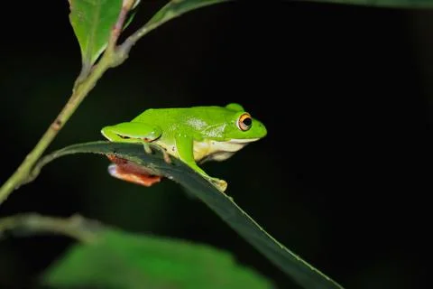 Moltrecht's Tree Frog Perched on a Leaf at night, New Taipei City, Taiwan. Stock Photos