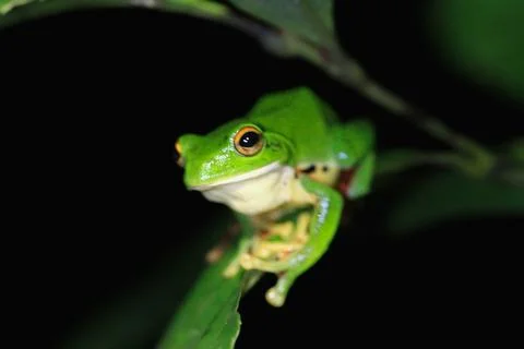 Moltrecht's Tree Frog Perched on a Leaf at night, New Taipei City, Taiwan. Stock Photos