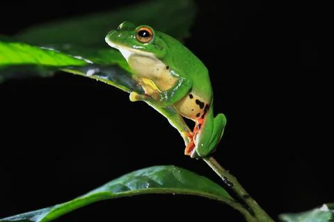 Moltrecht's Tree Frog Perched on a Leaf at night, New Taipei City, Taiwan. Stock Photos