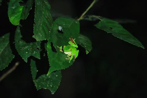 Moltrecht's Tree Frog Perched on a Leaf at night, New Taipei City, Taiwan. Stock Photos
