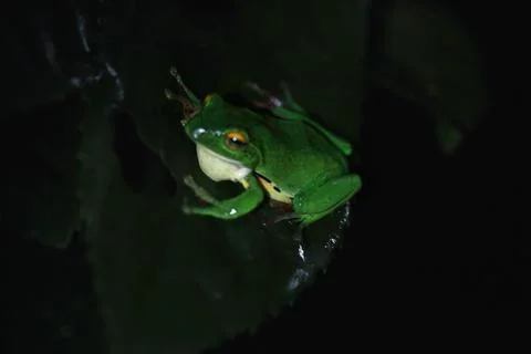 Moltrecht's Tree Frog Perched on a Leaf at night, New Taipei City, Taiwan. Stock Photos