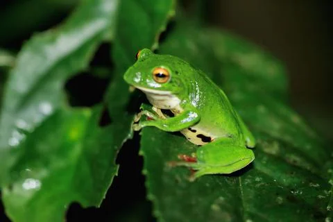 Moltrecht's Tree Frog Perched on a Leaf at night, New Taipei City, Taiwan. Stock Photos