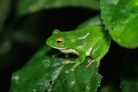 Moltrecht's Tree Frog Perched on a Leaf at night, New Taipei City, Taiwan. Stock Photos