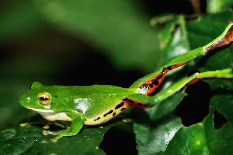 Moltrecht's Tree Frog Perched on a Leaf at night, New Taipei City, Taiwan. Stock Photos