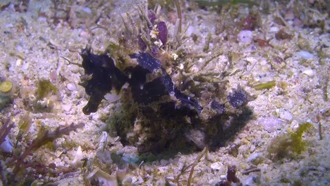 Molucann seahorse Stock Footage 90656777