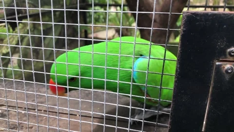 Moluccan eclectus bird in a cage Stock Footage 266675590