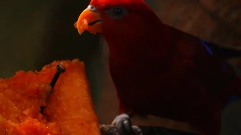 A Moluccan Lory, Eos bornea, with its vibrant red feathers Stock Footage 314267864