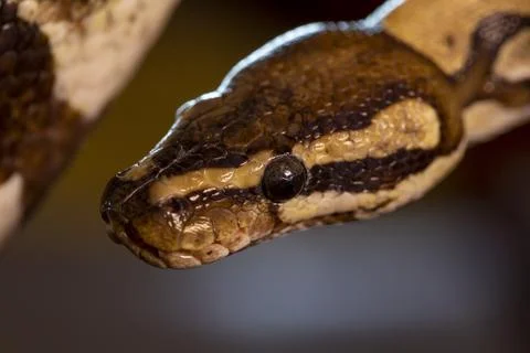 Moluro python snake portrait Stock Photos