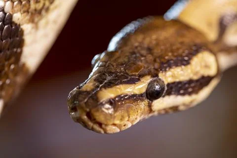 Moluro python snake portrait Stock Photos