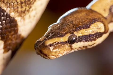 Moluro python snake portrait Foto stock