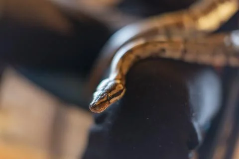 Moluro python snake portrait 写真素材