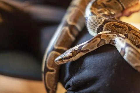 Moluro python snake portrait Stock Photos