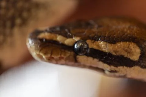 Moluro python snake portrait Stock Photos