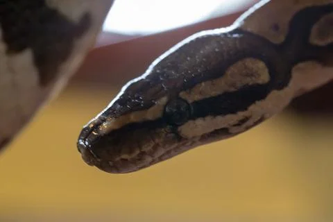 Moluro python snake portrait Stock Photos
