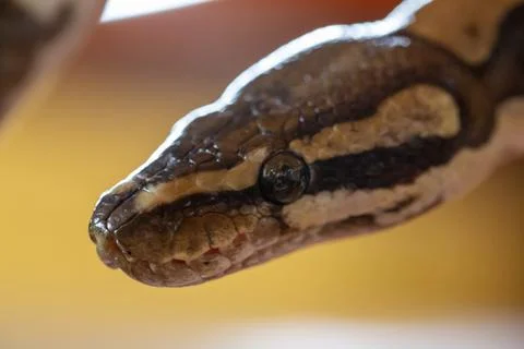 Moluro python snake portrait Stock Photos