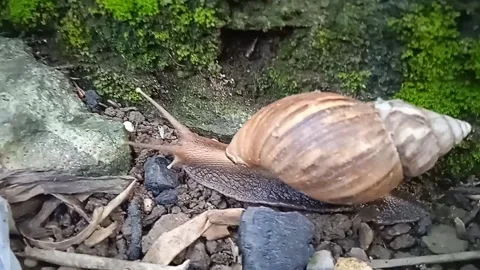 Molusca world Stock Footage 242270196