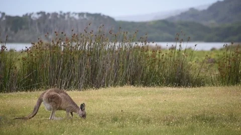 Mom and Baby Kangaroo Jumping Hopping Feeling - Australia Stock Footage