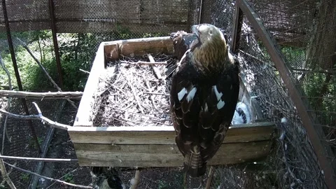 Mom eagle and dad eagle sit in different corners of the nest and protect the Stock Footage 155622021