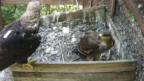 Mom eagle and her bay waiting for dinner Stock Footage 157967908