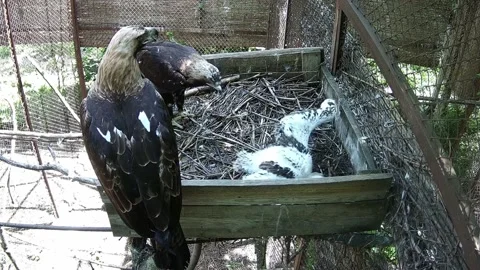 Mom eagle and pappa eagle eat prey in the nest and try to feed the chick Stock Footage 155622166