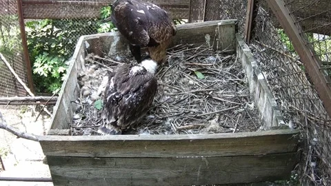 Mom eagle eats with her baby in the nest Stock Footage 156445922