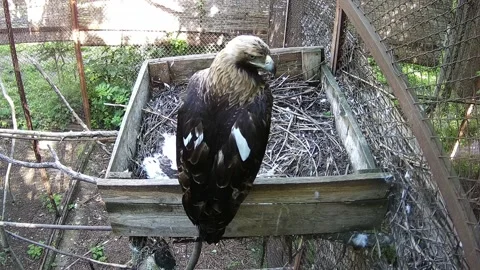 Mom eagle sits in the nest instead of with her baby Stock Footage 155728419