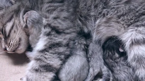 Mom with kittens. Stock Footage 154653795