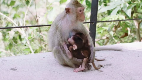 Mom Monkey Breastfeed Two Small Cubs Sits on a Footpath in the Rainforest Stock Footage 127962406