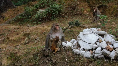 Mom monkey with a child Stock Footage 91062527
