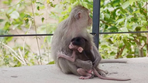 Mom Monkey with Two Small Cubs Sits on a Footpath in the Rainforest Stock Footage 128498286