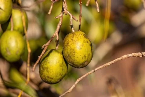 Mombins Tree Fruit Stock Photos