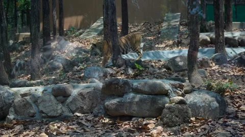 The Moment Before the Attack – Lion in Action Video stock 313565867