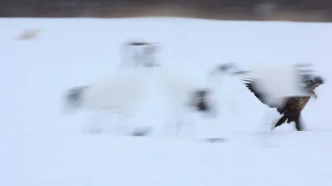 The Moment of Capturing a Bald Eagle's Prey Video stock 324979075