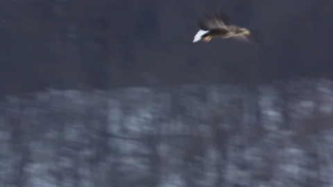 The Moment of Capturing a Bald Eagle's Prey Stock Footage 324979674