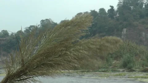 Moment of Pine Tree's Leafs  Stock Footage 144486403