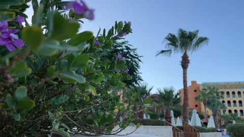 Moments in Taba Stock Footage 313149034