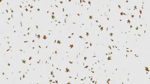 Momiji Stock Footage 332191993