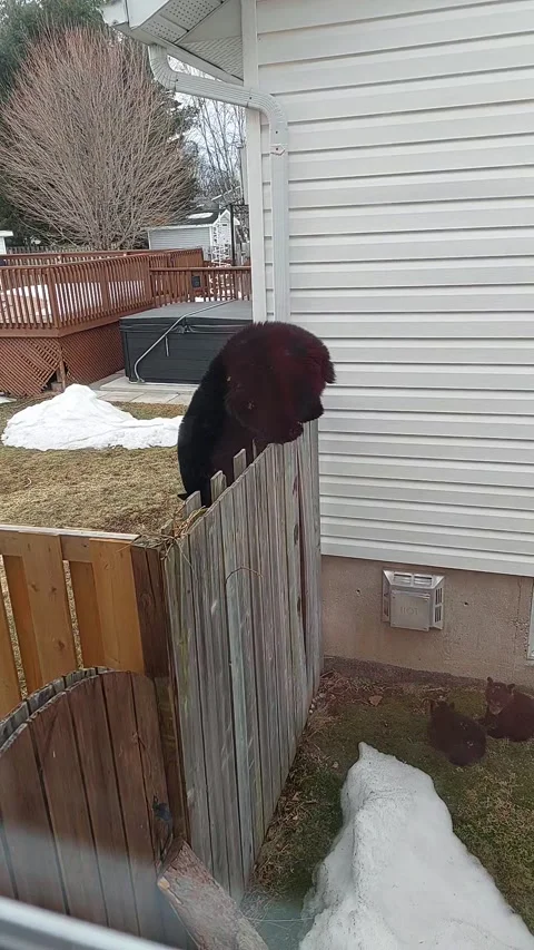 Momma Bear and Tiny Cubs Try to Navigate Neighborhood, Sault Ste Marie, Ontario, Stock Footage 238479117