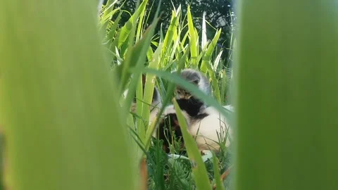 Momma Cat with two cute kittens playing in the garden Stock Footage 161106327