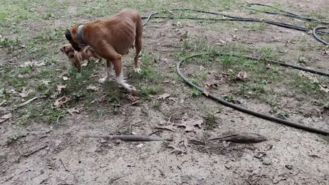 Momma Dog Boxer playing with her pup Stock Footage 206486795