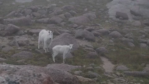 Momma Goat Moving Child Video stock 220194016